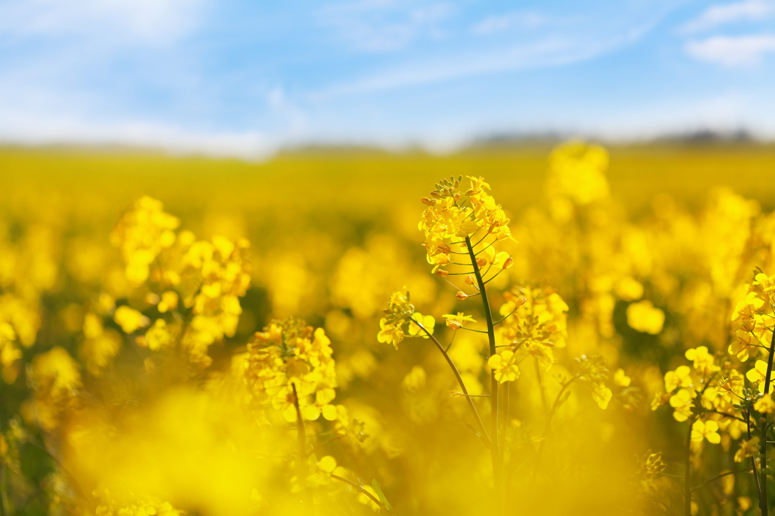 Parliament committee keeps role for biofuels in fighting climate change, boosting food security and ensuring European energy independence